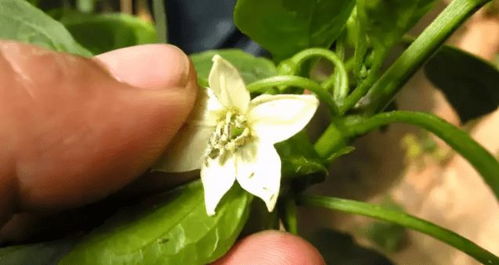 这个杀虫剂,能治100多种害虫,几分钟击倒害虫,喷一遍顶三遍